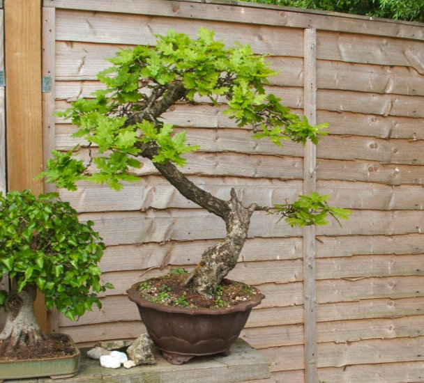 oak bonsai